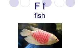 fish是可数名词吗